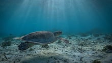 Australiens regering tar itu med plastnät i havet  