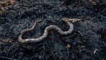 Cobra queimada em uma área que pegou fogo na Amazônia