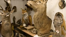 A taxidermy studio with UK animals