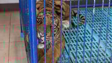 Tiger at wildlife tourist attraction in Thailand - World Animal Protection - Wildlife. Not entertainers
