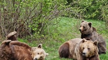 bear sanctuary