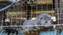 Mink mistrives i små trådbure i minkproduktionen. Foto: Jo-Anne McArthur / Djurrattsalliansen / We Animals Media