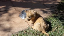 South African Lions 2023