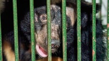 World Animal Protection, Vietnam’s Forest Protection Department (FPD) and Four Paws came together to rescue Na (whose name means custard apple) from her tiny, 1.5m squared cage, with very little natural light and barely enough room to move and express her natural behaviours.