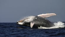 Whale breaching in the Pacific Ocean - World Animal Protection - Sea Change
