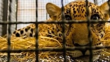 Skogsbränderna i Brasilien är en katastrof för vilda djur. Tack vare våra gåvogivare kan vi hjälpa branddrabbade djur att återhämta sig efter bränderna. Bland andra jaguarungen Xama och spindelapan Cigarr.