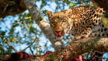 Storbritanniens snabbast växande researrangör easyJet Holidays meddelar nu att alla företagets erbjudanden ska vara djurvänliga. Det sker efter att World Animal Protection haft kontakter med företaget sedan 2020 för att diskutera djurvälfärd.