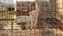 EFSA, EU:s expertmyndighet för mat och säkerhet, granskar nu i veckan förhållandena på finska pälsfarmer. World Animal Protection ser undersökningen som en beklaglig fördröjning av ett pälsförbud. Ett svek mot både pälsdjuren och folkviljan i EU.