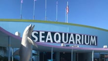 Efter hård kritik från amerikanska myndigheter måste Miami Seaquarium i Florida sluta med sina delfinshower. Det är en stor framgång som World Animal Protection arbetat för sedan 2019. Miami Seaquarium, Florida, USA on September 15, 2019. Three entertainment shows were documented: the “top deck dolphin show” with several bottlenose dolphins, the “Flipper Show” where trainers are seen swimming and doing tricks with the dolphins, and lastly the “Killer Whale Show” with Lolita (Tokitae) and three Pacific-white-sided dolphins. Pictured: the entrance to Miami Seaquarium. Foto: Emily Huggins