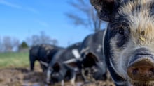 Sedan början av september har runt 50 vildsvin smittade av afrikansk svinpest hittats Sverige, i Fagersta och Norbergs kommuner. Svinpesten är mycket smittsam och kan orsaka stort lidande för vildsvin och grisar, men drabbar inte människor eller andra djur. Hur kritisk är situationen egentligen?