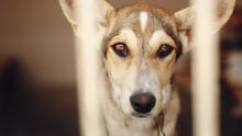 Tack för att du är med och skapar en djurvänligare värld! I samarbete med den nederländska organisationen Animal Heroes hjälper vi utsatta hundar i det krigsdrabbade Ukraina.