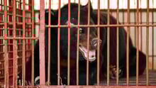 En björn som tvingats leva ensam i en liten bur i 20 år i Vietnam har äntligen släppts fri och tagits till ett reservat. Tack vare dig kunde vi - tillsammans med organisationen FOUR PAWS och vietnamesiska departementet för skogsskydd - rädda björnen Chinh.