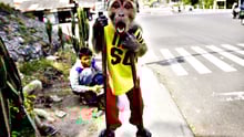Makak på styltor - Bild med tillstånd av Jakarta Animal Aid Network