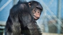 HBO-serie avslöjar hur schimpanser lider i handeln med vilda djur - copyright to wap.se