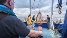 Ny studie visar att fiskad sill utsätts för stort lidande