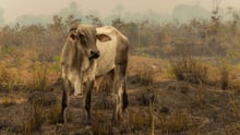 Foto: Tom Svensson World Animal Protection