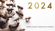 World Animal Protection Sverige