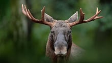 Moose