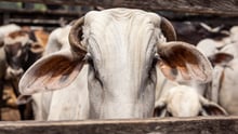 Cow  in brasil