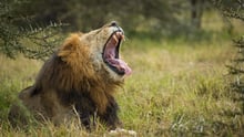 A big male lion is yawning in the grass