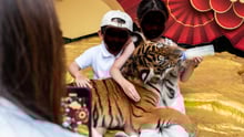 Tiger i Thailand anföll  turist som ville ta selfie