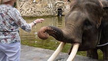 Mason Elephant Park på Bali – inget semesterparadis