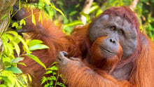 Orangutang