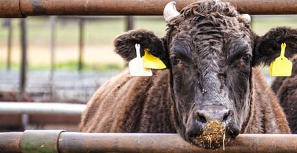 Maydan Feedlot, Queensland, Australia