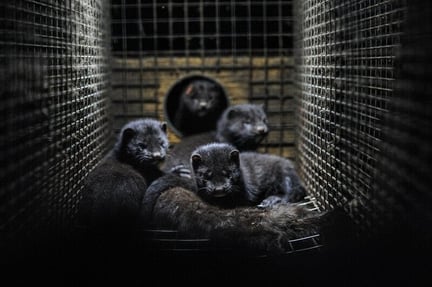 Caged mink on a fur farm