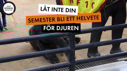 Arlanda hero