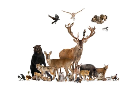 75-årsjubileum för World Animal Protection