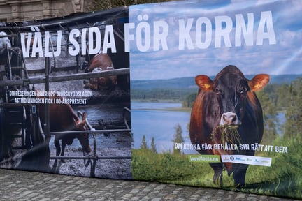 Riksdagen fick 165 000  namn för att kor ska få beta - Foto: Roger Pettersson