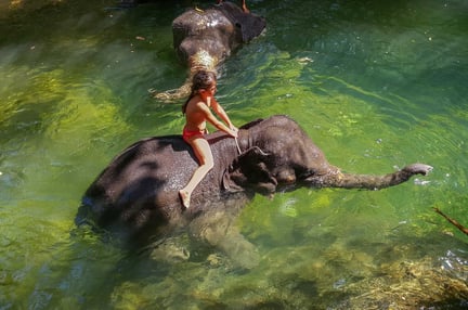 Elefant dödade turist