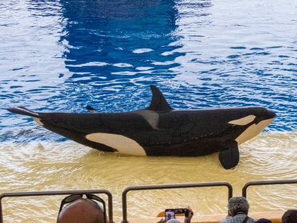 Späckhuggaren Morgan  ska föda en ny underhållare