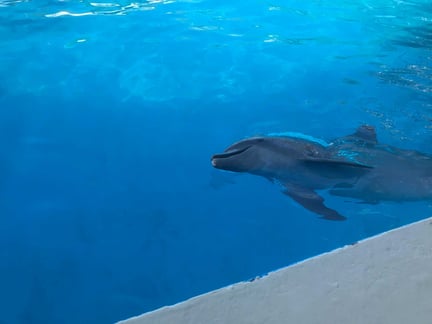 Delfin slog ihjäl sig under show - Foto: Emily Huggins