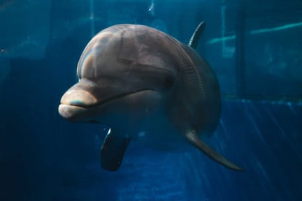 Mexiko stänger skräck-delfinarium