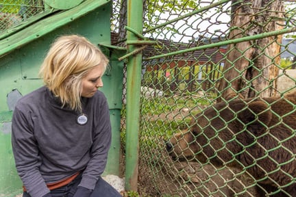 Björnen Baloo 2025 - Foto: Tom Svensson