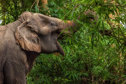 Nu invigs den nya djurvänliga elefantparken Sappraiwan - Foto: Tom Svensson