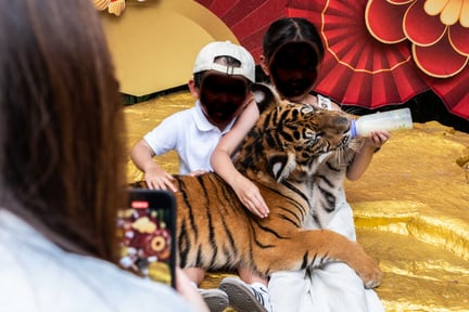 Tiger i Thailand anföll  turist som ville ta selfie