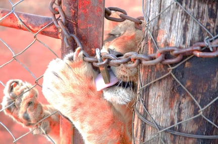 Lejonattack visar faran med vilda djur i fångenskap - Foto: Pippa Hankinson / Blood Lions