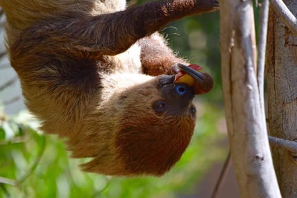 CITES stärker skyddet för sengångare och leguaner