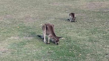 Karin Gunnarsson, styrelseledamot i svenska World Animal Protection