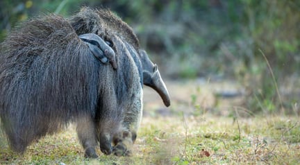 Cecilia och hennes unge: Från tragedi till hopp