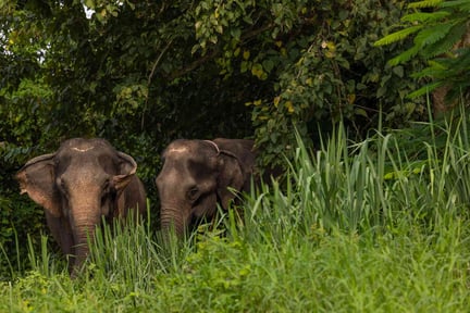 Tack för hjälpen till elefanterna i Sappraiwan!