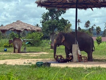 Indonesien säger nej till elefantridning