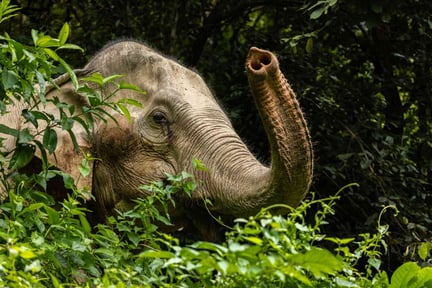 Ny rapport: Två av tre elefanter i turism lever under dåliga förhållanden