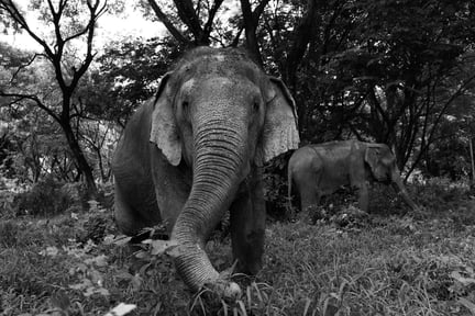 Vila i frid, kära Kammoon