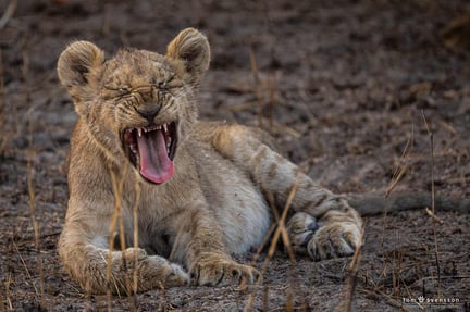 Stort tryck på Sydafrika att hålla sitt löfte till lejonen