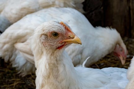 EU måste skydda kycklingarna i snabbmatsbranschen