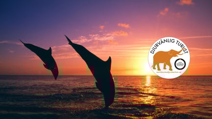 Längtar du bort från kylan? Tänk på djuren när du reser!